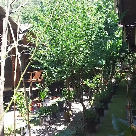 Zakkum Homestay