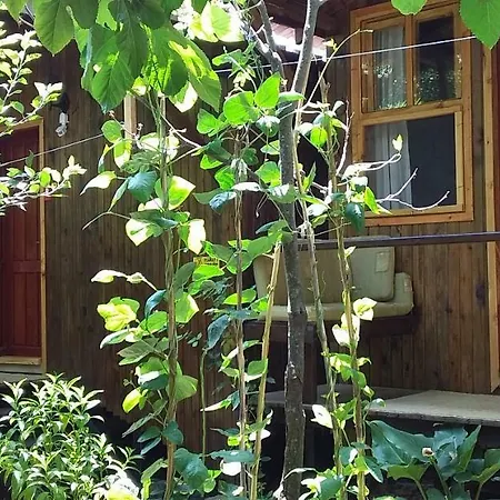 Homestay Zakkum