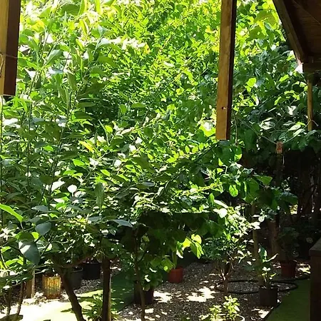 Homestay Zakkum