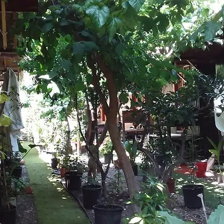 Zakkum Antalya